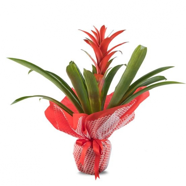  Zara Çiçek Siparişi Kırmızı Guzmanya Saksı Çiçeği