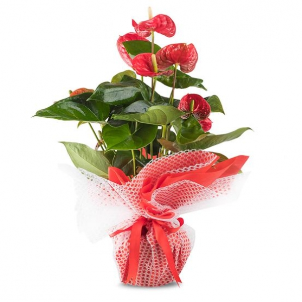  Zara Çiçek Siparişi Mutluluk Kırmızısı Antoryum Çiçeği