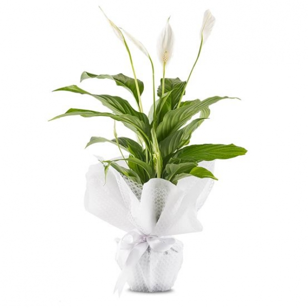  Zara Çiçekçiler Kar Beyaz Sevgi Spatifilyum Saksı Çiçeği