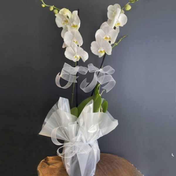  Zara Çiçek Gönder 2 Dal Beyaz Orkide Çiçeği